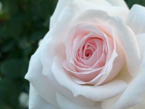 Amppeliruusu aspirin rose