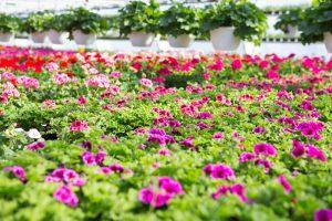 Enkelinsilmäpelargonit
