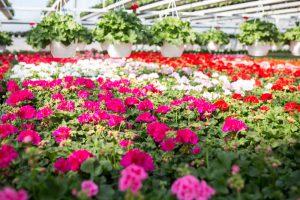 Pelargonipöydät täynnä