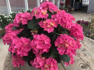 Hortensia-amppeli, vaaleanpunainen