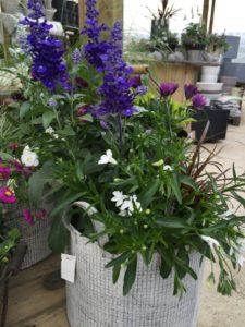 Härmesalvia istutus