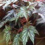 lehtibegonia
