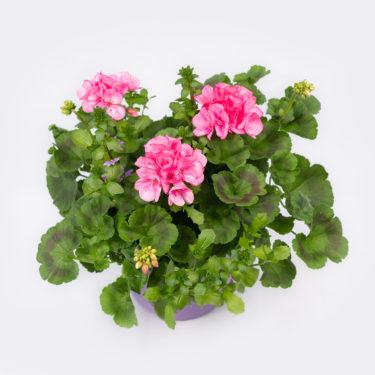 Kaksi vaaleanpunaista maxi-pelargonia, kaksi sinistä siniviuhkaa